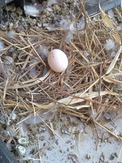 鳩の巣・卵が！